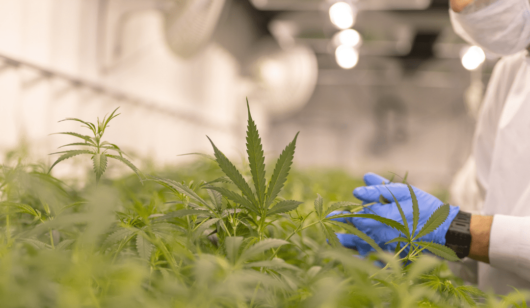 How did I get into the dope business?