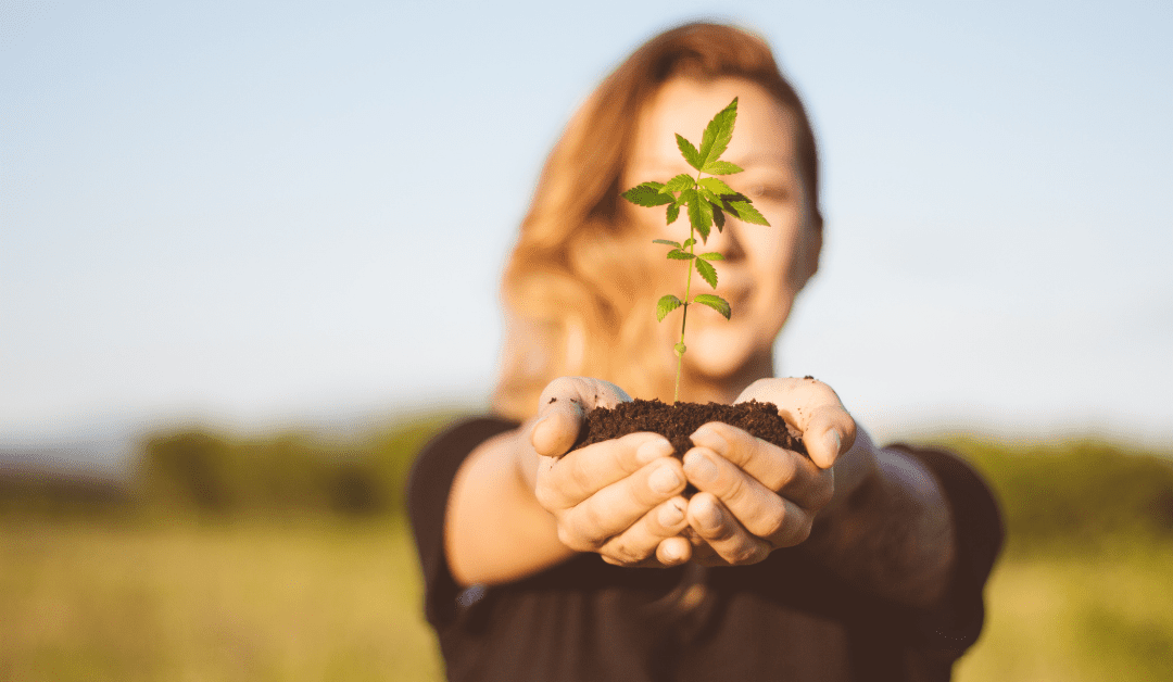 A Cannabis Industry Snapshot